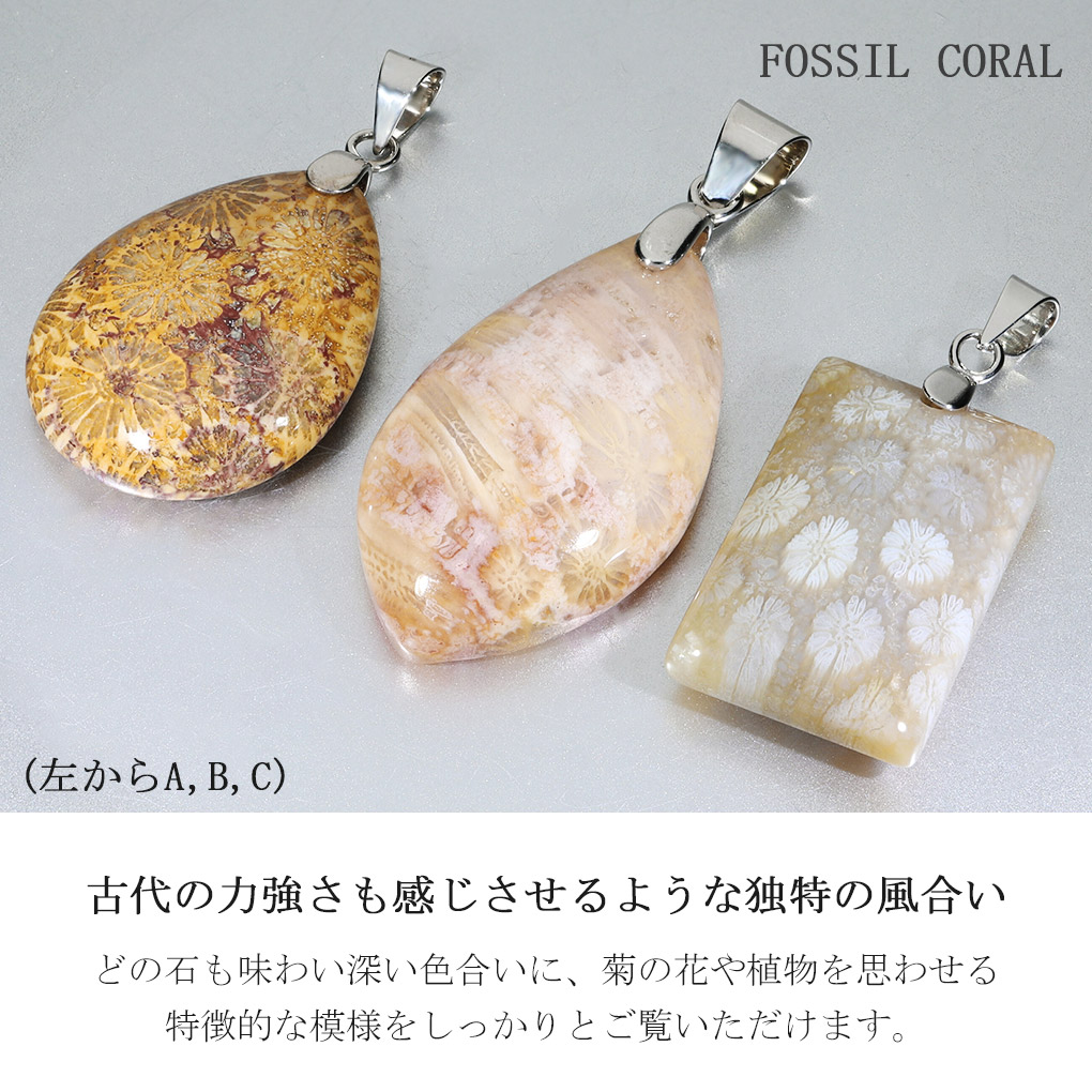 fco-t04
